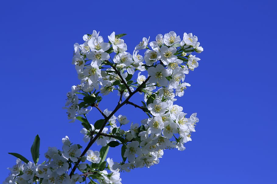 bird cherry, cherry tree, blossom, flowering tree, white, nature HD wallpaper