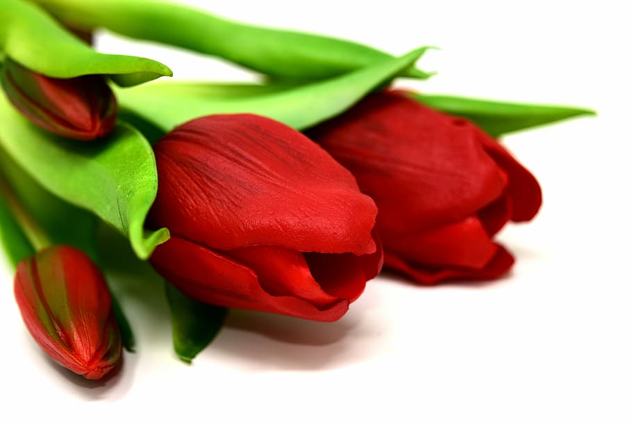 photography of red tulips, flowers, artificial, spring, plant HD wallpaper