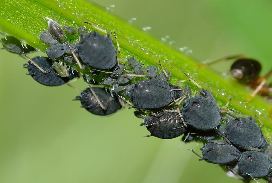 closeup of black insect lot, aphids, aphis, fabae, insects HD wallpaper