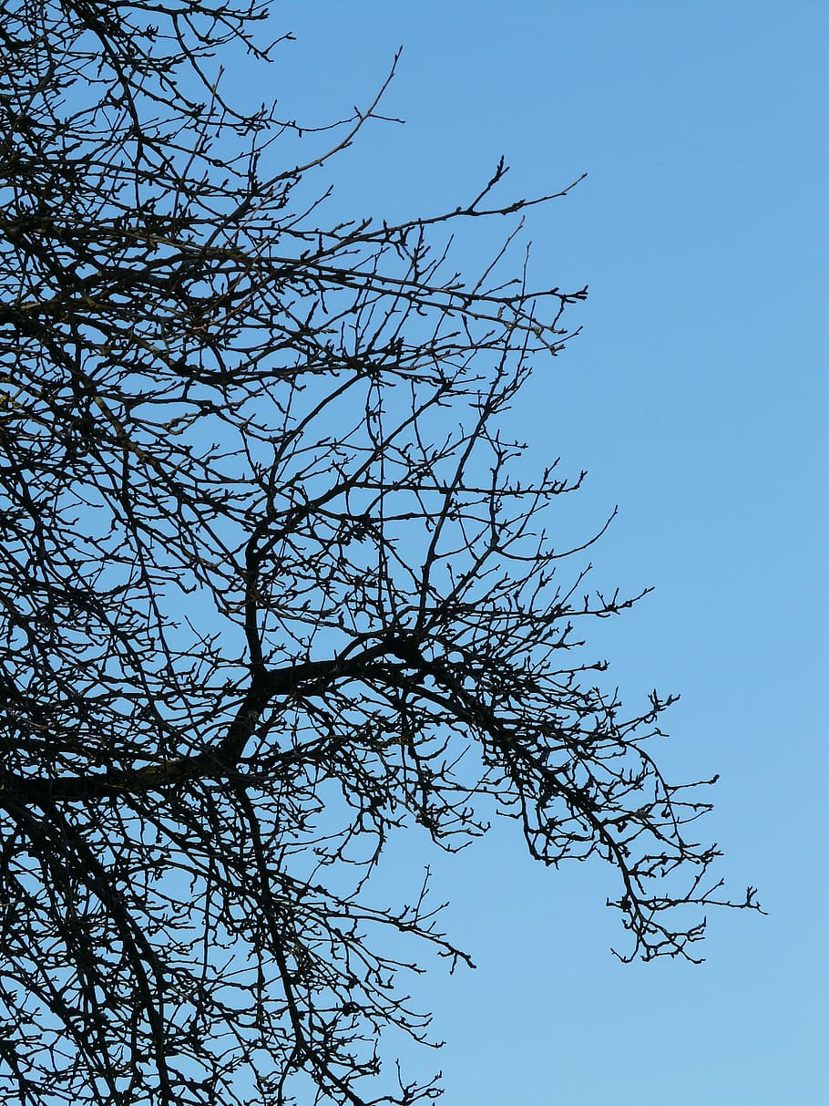 tree, branches, pear, orchard, nature, sky, blue, outdoors HD wallpaper