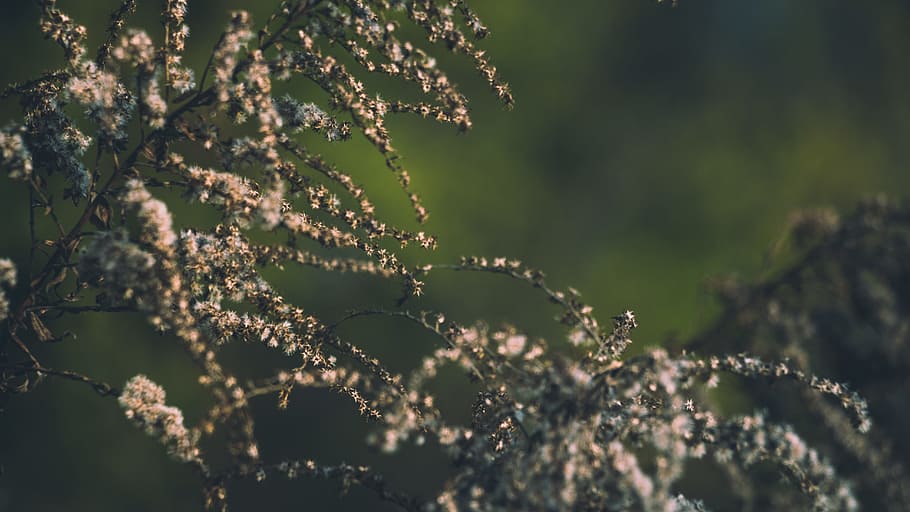 Close Up Photo of Tree Branches, bloom, blooming, blossom, blur HD wallpaper