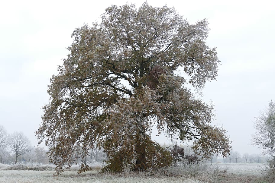 Winter, Cold, Ice, Wintry, Frost, hoarfrost, frozen, tree, nature HD wallpaper