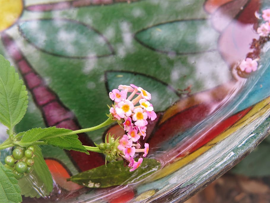 tiny flowers, colorful bird bath, reflections, flowering plant HD wallpaper