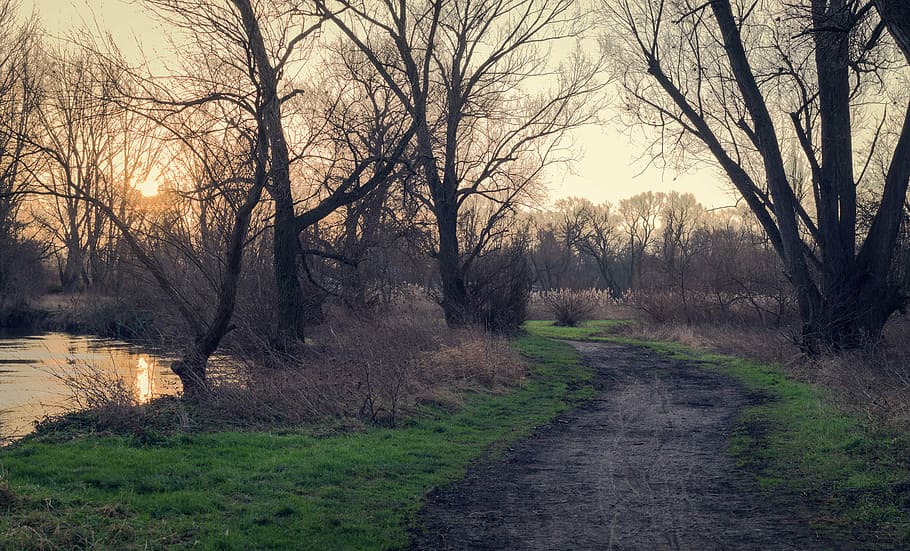 branch, dawn, daylight, environment, fall, grass, landscape HD wallpaper