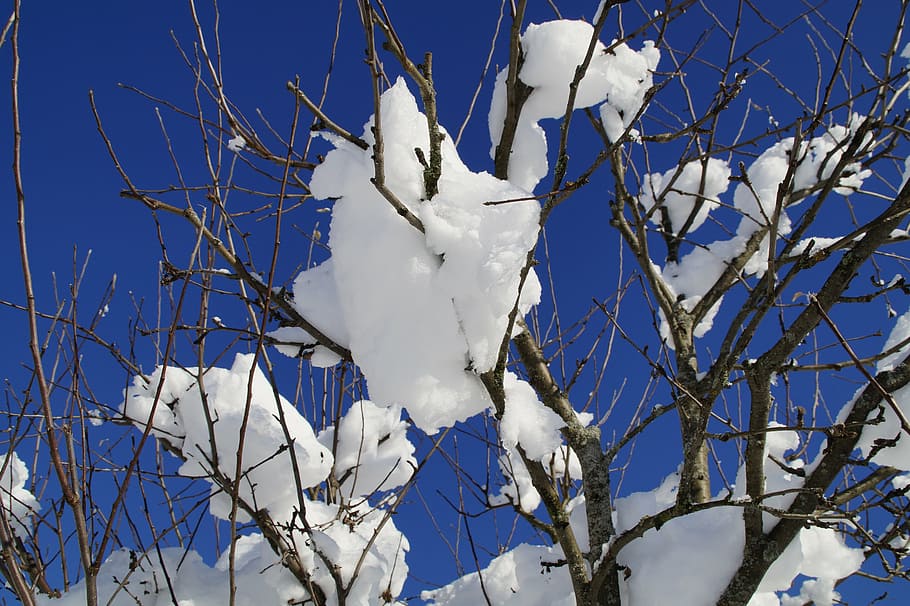 tree, branches, close, snowy, winter, wintry, sky, nature, aesthetic HD wallpaper