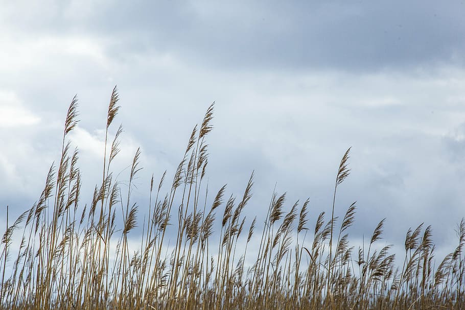 reeds, lake, clouds, sky, plant, cloud - sky, growth, beauty in nature HD wallpaper