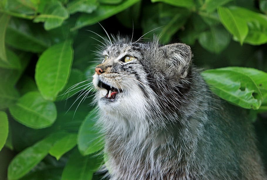 gray cat, pallas cat, cute, mewing, wild, wildlife, close-up, HD wallpaper