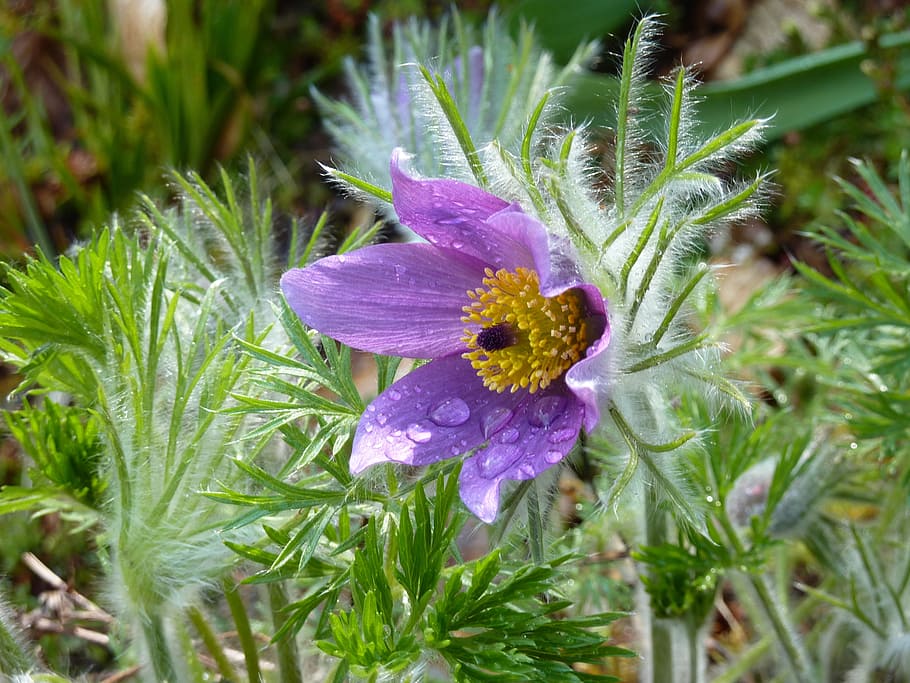 pasqueflower, blossom, bloom, blue, pasque flower, spring, flowering plant HD wallpaper