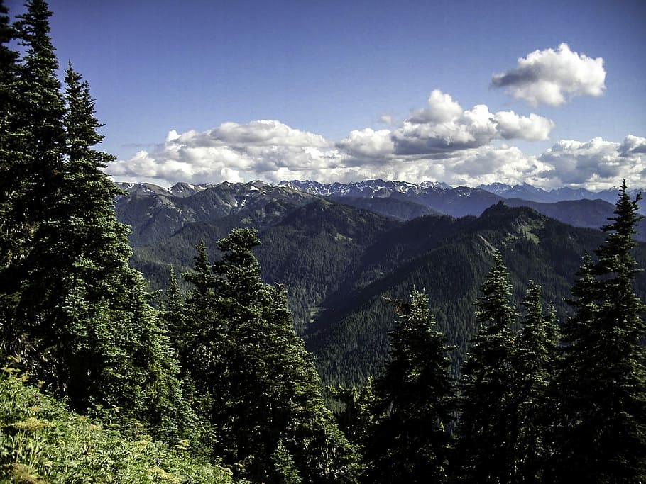 Switchback Trail at Olympic National Park, Washington, forest