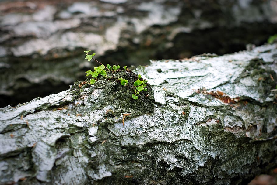 trunk, leaflet, the bark, birch, spring, textured, selective focus HD wallpaper