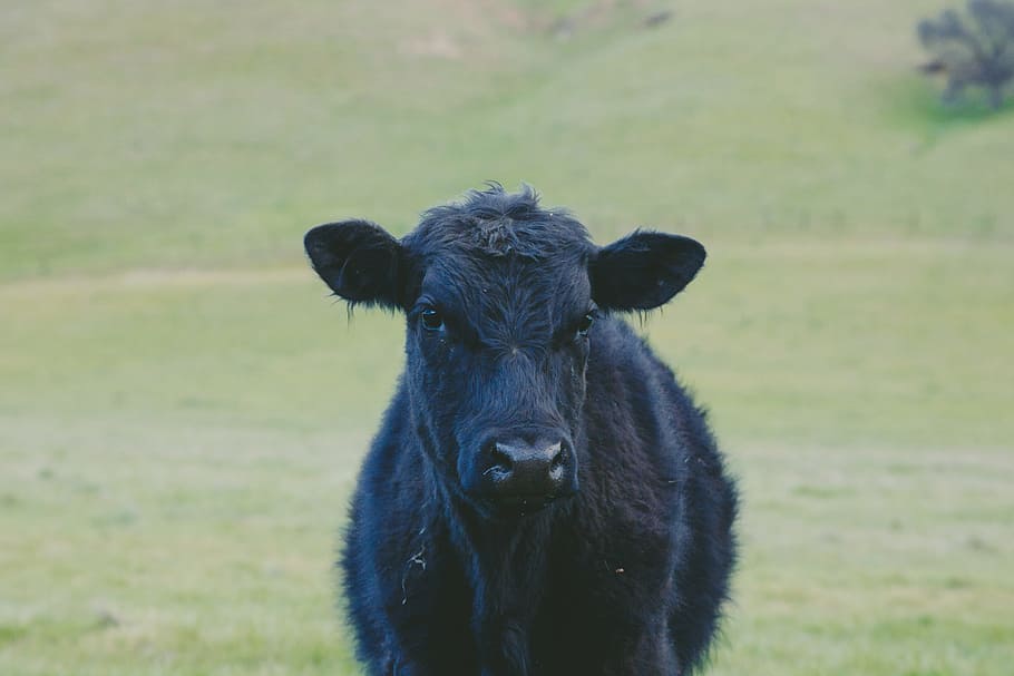 closeup photo of black cow calf, black cattle on green grass open field at daytime, HD wallpaper