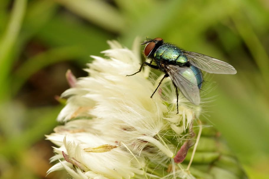 Mucha, Glossy, Insect, Wings, blue, sitting, meadow, grass HD wallpaper