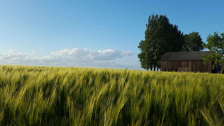 barn beside trees under clear sky, grass, field, meadow, crops HD wallpaper