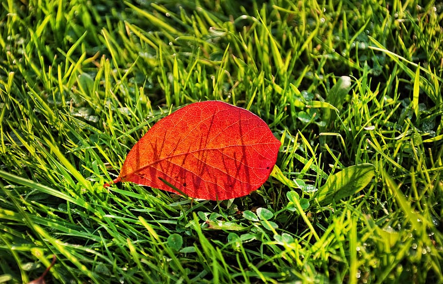 leaf, grass, pattern, nature, green, autumn colour, red autumn leaf HD wallpaper