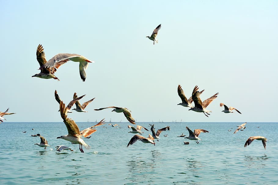 seagull, stol, birds, flight, water, great, boat, flying, nature HD wallpaper