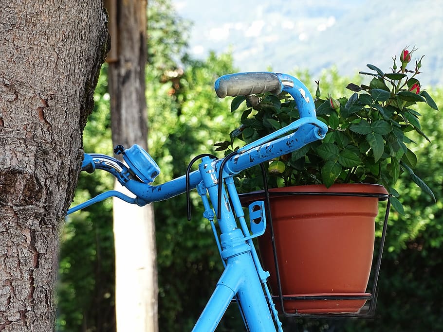 bicycle, blue, rose, vintage, handlebars, bike, vase, flowers HD wallpaper