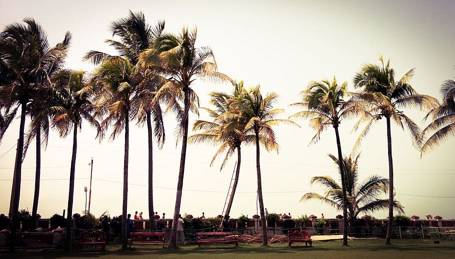 sunset, vacation, people, weather, benches, coconut trees, coconuts HD wallpaper