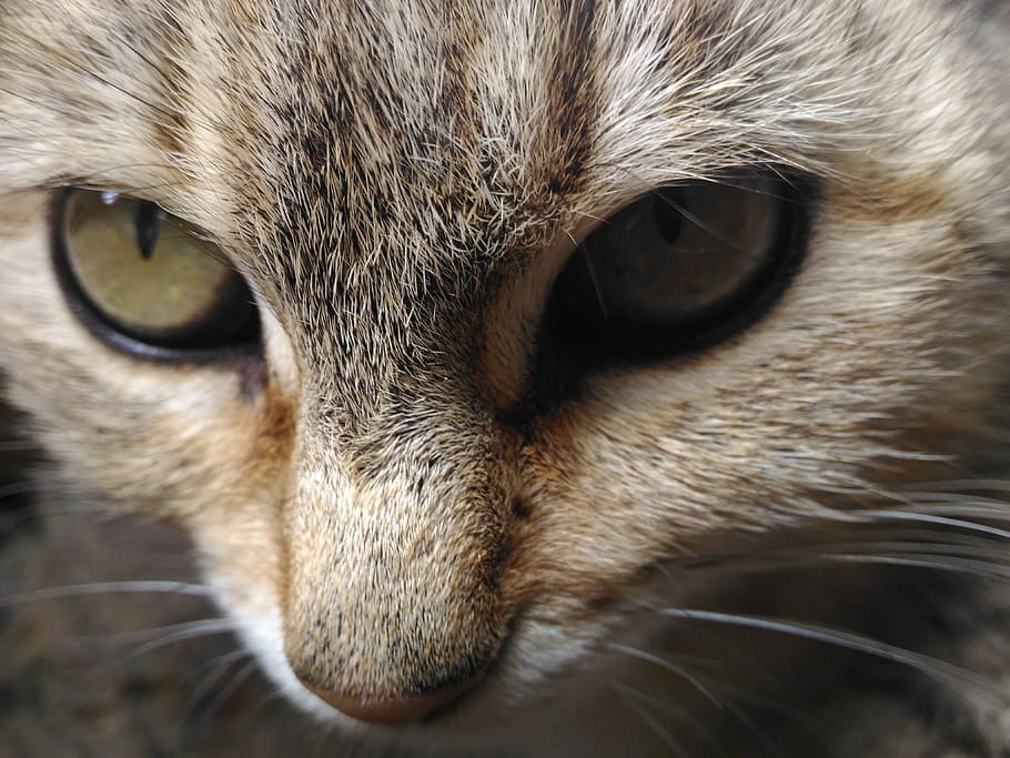 my, cutie, cat, one animal, animal themes, mammal, domestic HD wallpaper