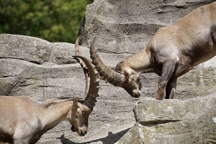 two mountain goats standing on rock during daytime, Ibex, Male