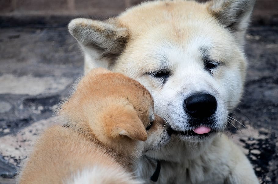 father and son, puppies, akita inu, pope, animals, family, love HD wallpaper