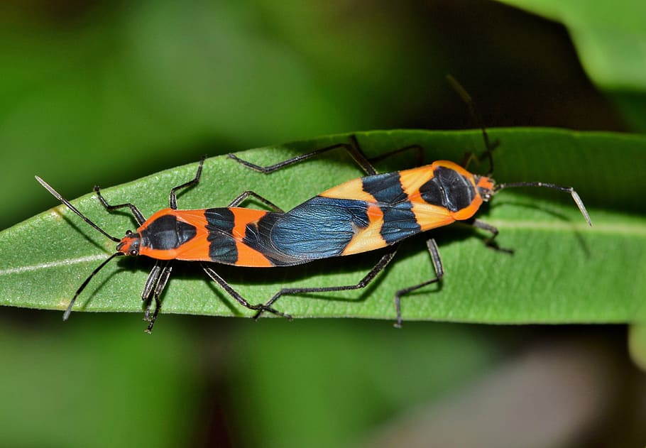 orange and black insects, large milkweed bug, black and orange HD wallpaper
