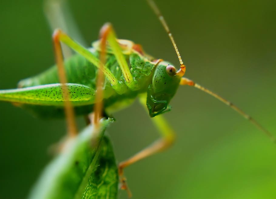 macro photography of green grasshopper on green leaf, delicate insect, HD wallpaper