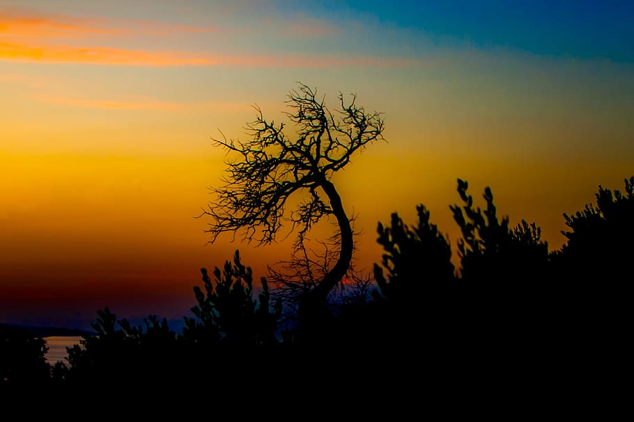 tree, west, sunset, landscape, clouds, sky, evening, nature HD wallpaper