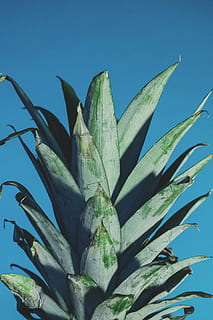 green pineapple leaves, green pineapple leaf, plant, fruit, leafe HD wallpaper