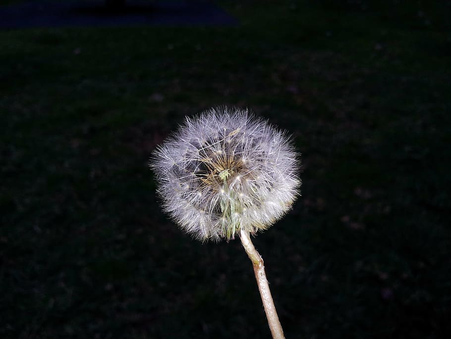 dandelion, flower, white, nature, plant, fluffy, seed, summer HD wallpaper