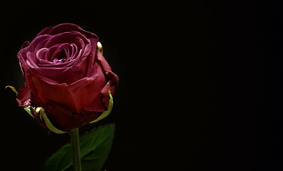 red rose with black background, rose bloom, flower, blossom, close, HD wallpaper