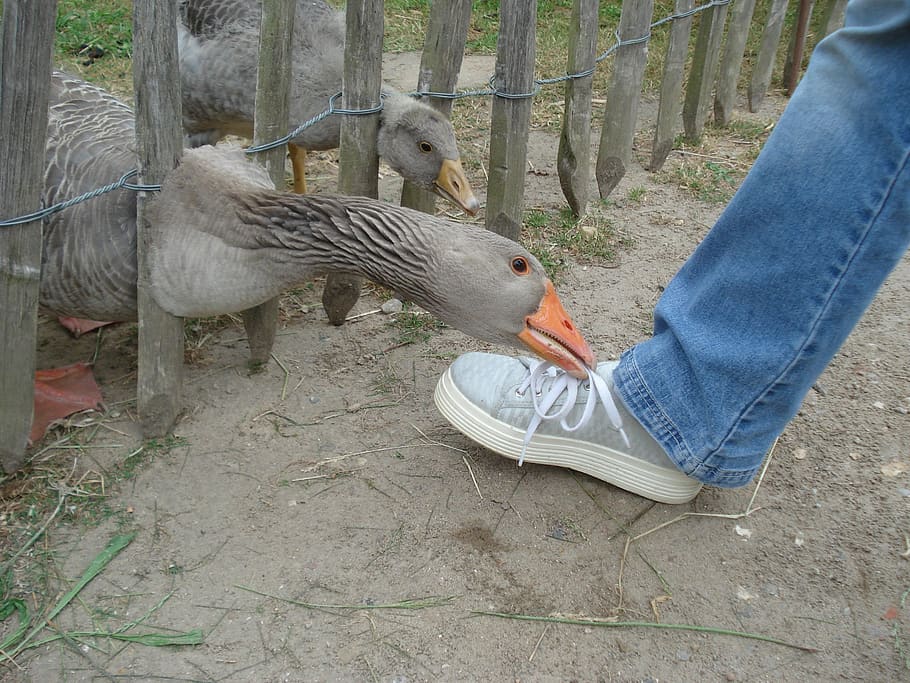 goose, gander, foot, animals, group of animals, bird, vertebrate HD wallpaper