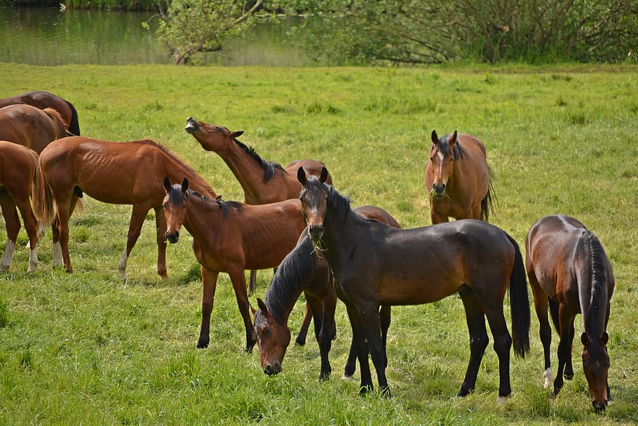 horses, flock, coupling, ride, animals, pasture, brown, graze HD wallpaper
