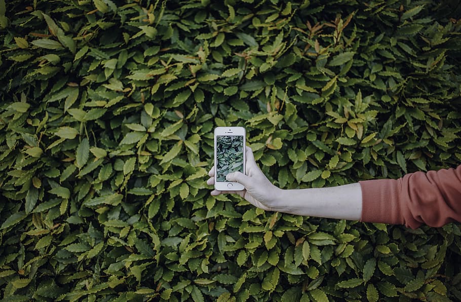 person taking photo of shrub, person holding iPhone near green leafed tree HD wallpaper