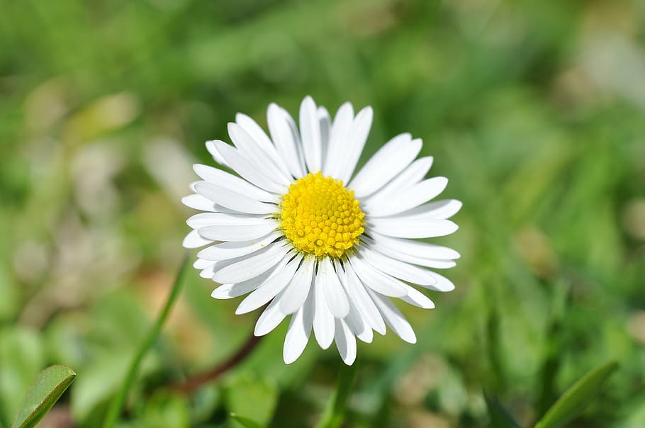 daisy, flower, blossom, bloom, white, spring, garden, meadow HD wallpaper