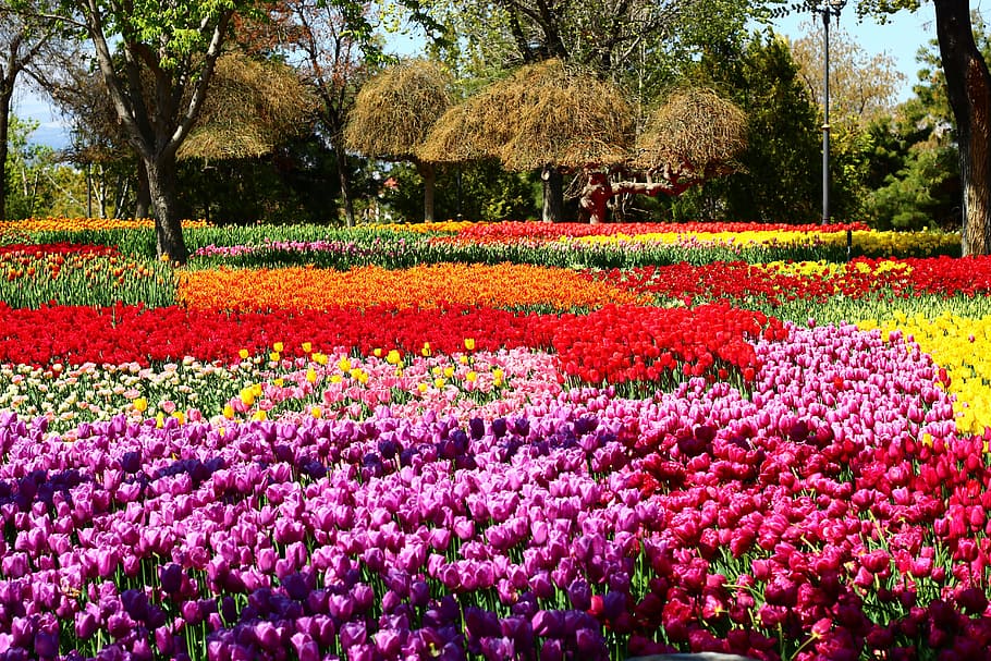HD wallpaper: tulip festival, passage tulips, tulip garden, konya, spring |  Wallpaper Flare