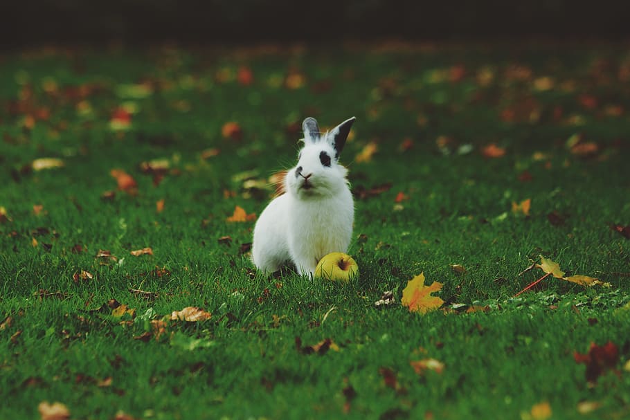 white rabbit on green grass field, playground, animal, leaf HD wallpaper
