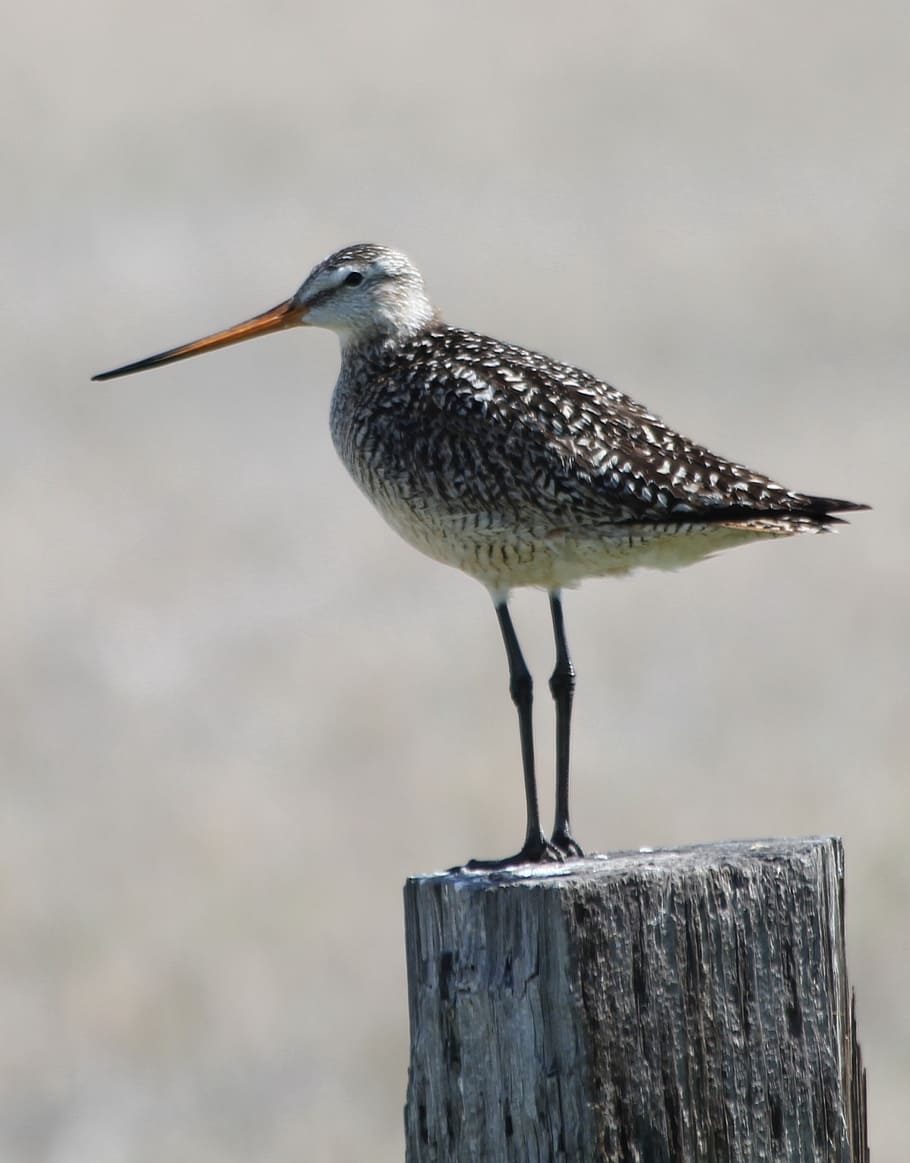 marbled godwit, bird, perched, standing, post, wildlife, nature HD wallpaper
