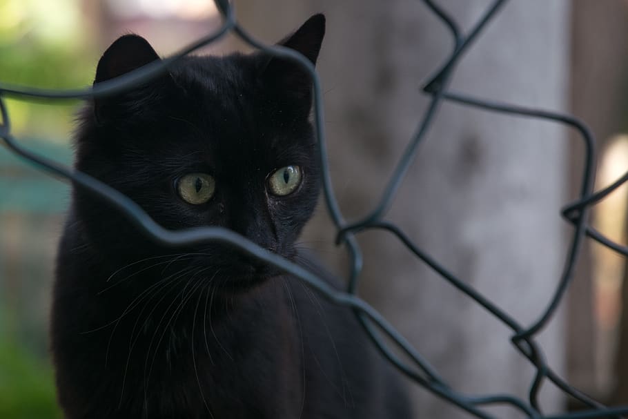 cat, city, grating, one animal, animal themes, mammal, domestic cat HD wallpaper