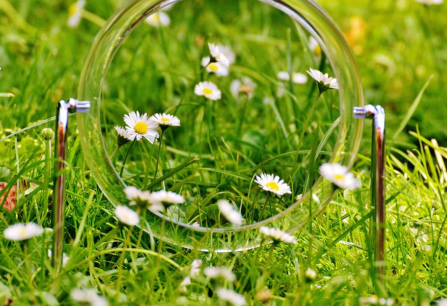 clear glass ring surrounded by daisy flowers, mirror, meadow HD wallpaper