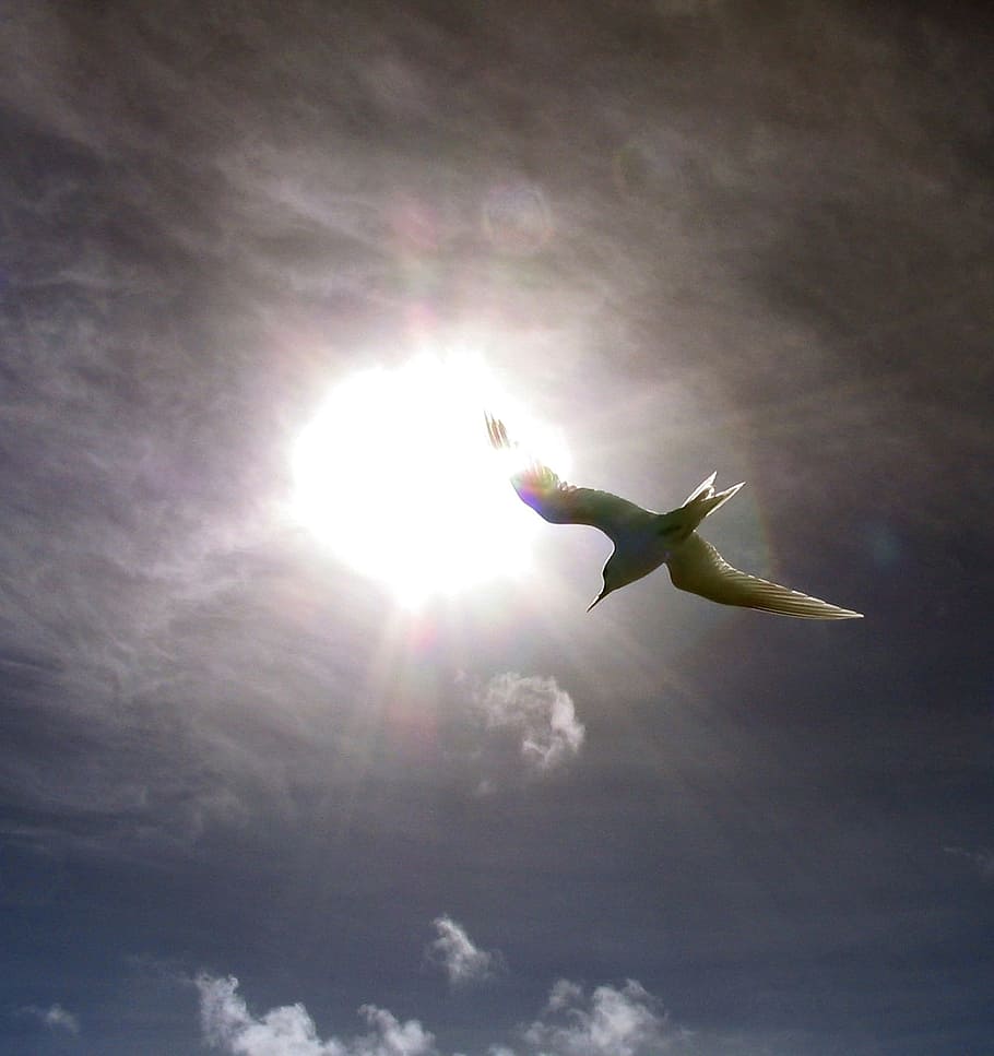 white Seagull flying under white clouds during daytime, fairy tern HD wallpaper