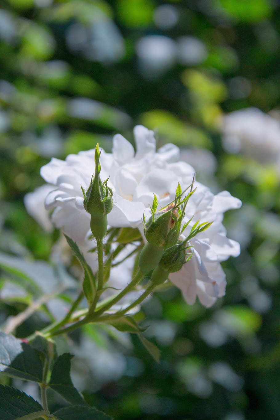 macro, flower, white, bud, petals, macro photography, nature HD wallpaper