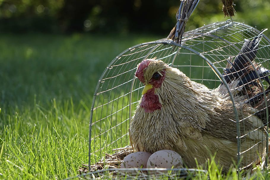 chicken, cage, grass, egg, sun, nature, garden, hen, spring HD wallpaper