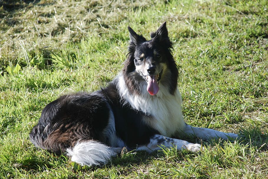 Border Collie, Dog, Panting, Down, laying down, pedigree, outdoors HD wallpaper