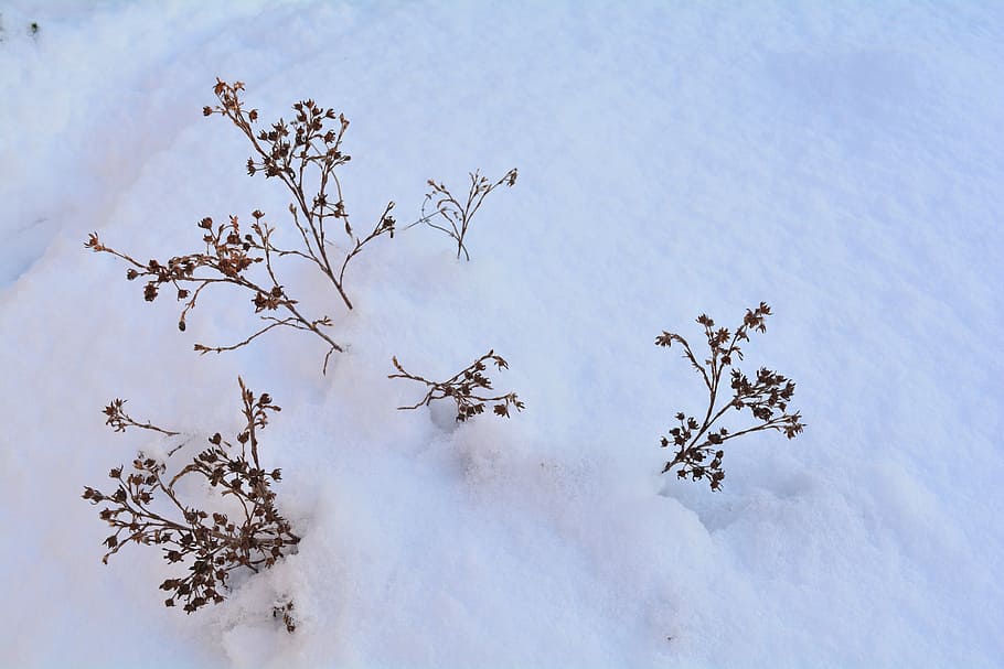 snow, winter, snowdrift, landscape, nature, winter shrubs, plant HD wallpaper