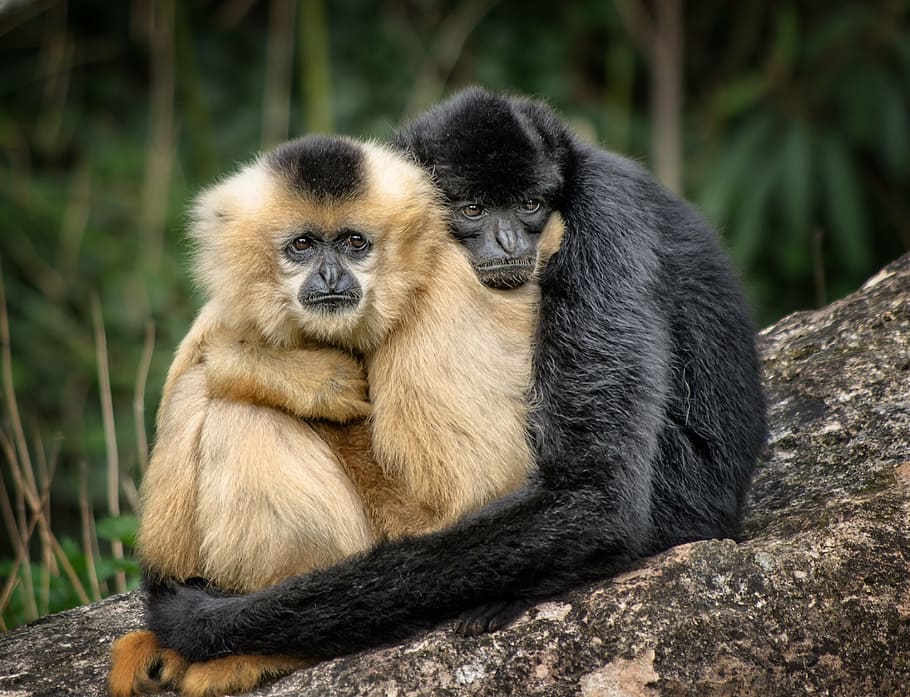 two brown and black monkies hugging, ape, affection, embrace