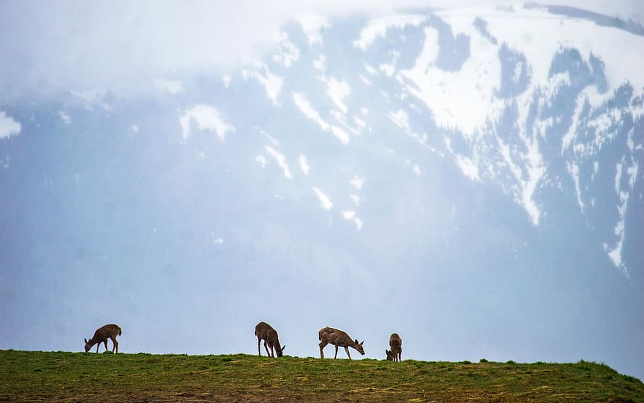 four brown animals eating grass during daytime, four does on grass field with view of snow-capped mountain at distance HD wallpaper