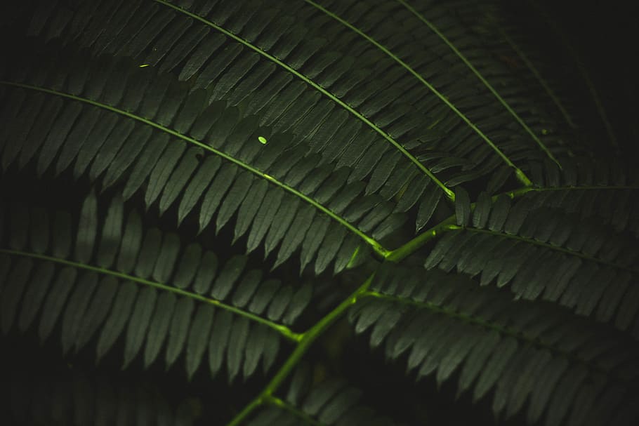 macro photography of green leafed plant, shallow focus photography of green leaf, HD wallpaper