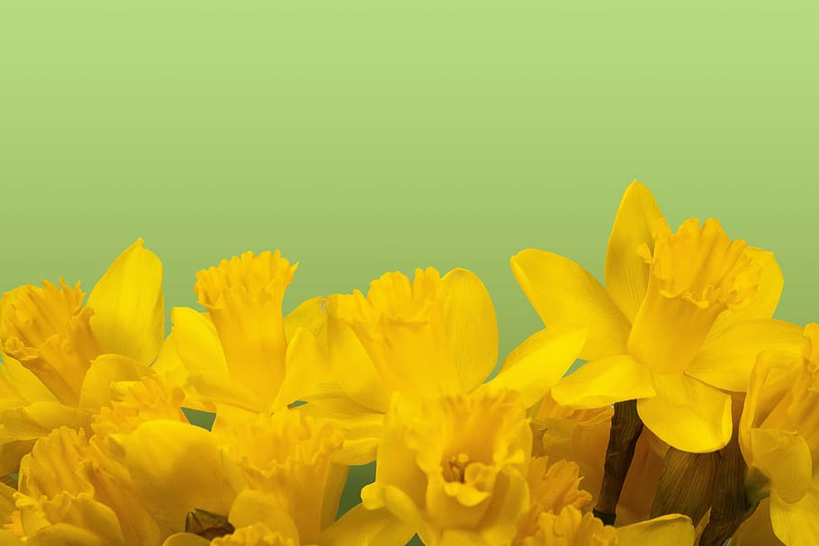 daffodil flowers, spring, easter, blossom, bloom, yellow, plant HD wallpaper