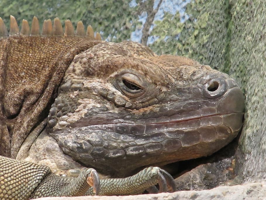jamaican iguana, reptile, rare, wildlife, resting, animal, nature, HD wallpaper