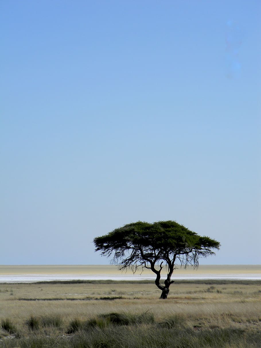 tree, africa, namibia, desert, nature, landscape, holiday, dry HD wallpaper